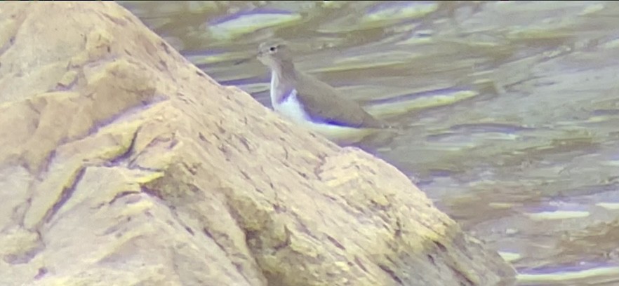 Spotted Sandpiper - Dallas Harrell