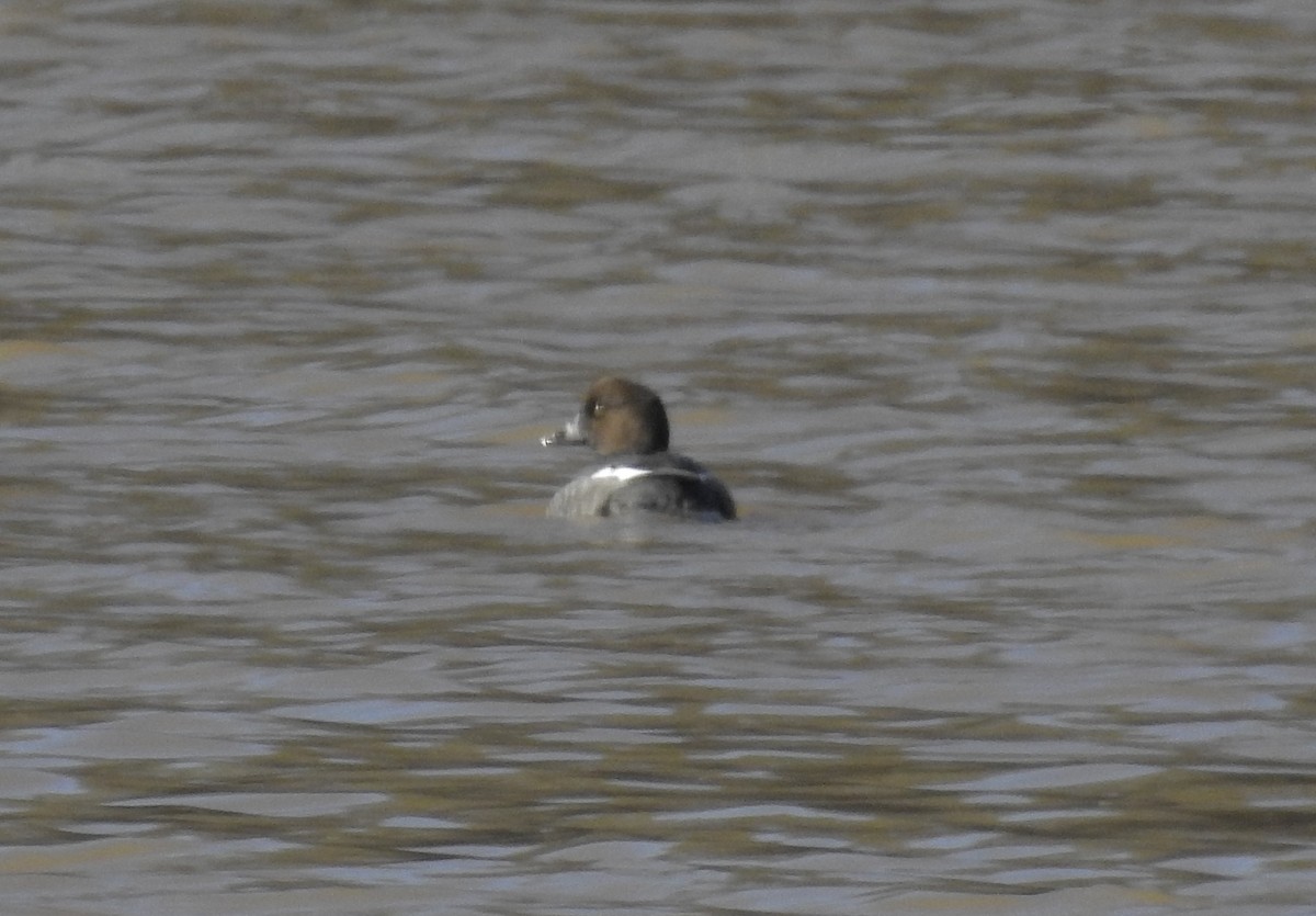 Common Goldeneye - ML296069871