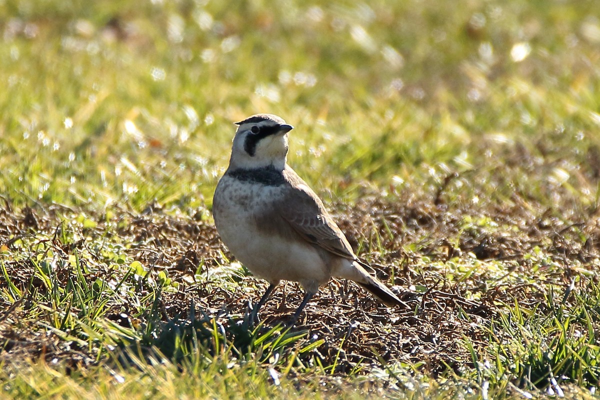 Horned Lark - ML296069921