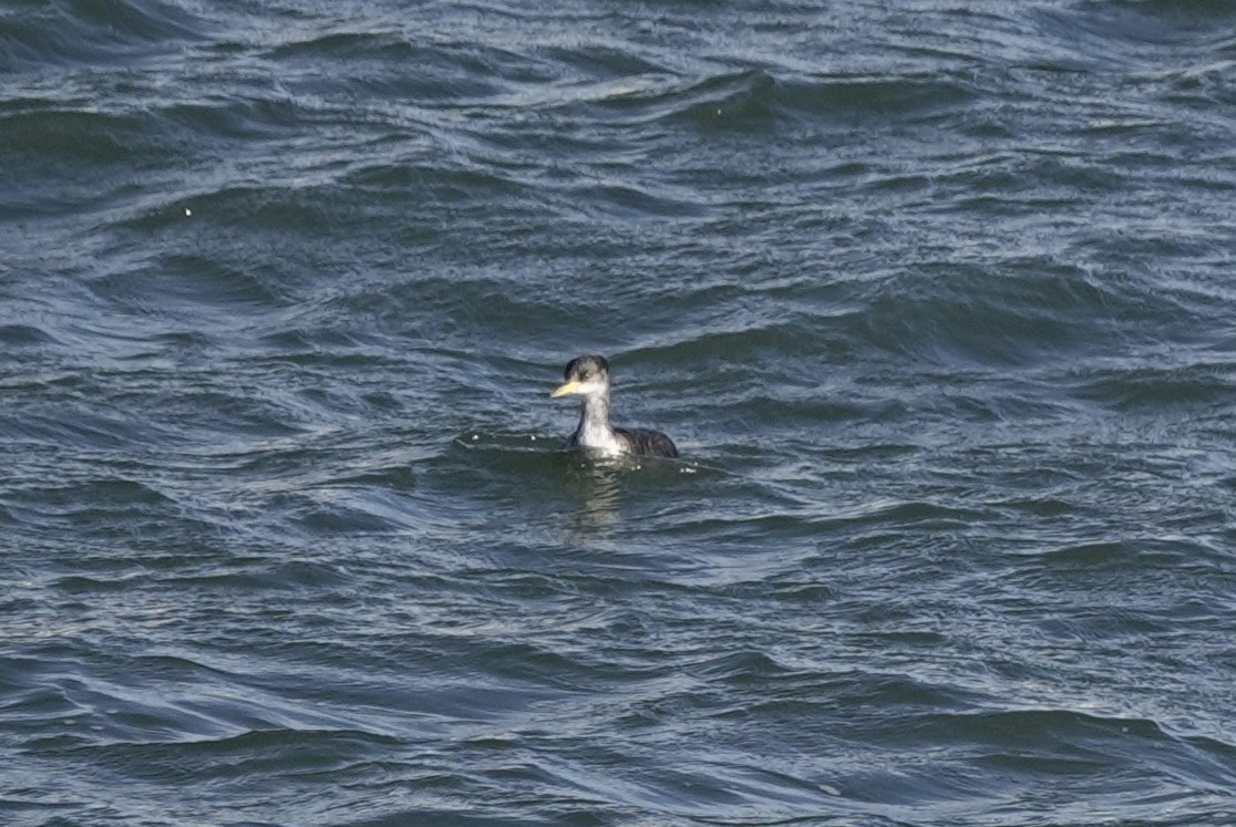 Red-necked Grebe - ML296069931