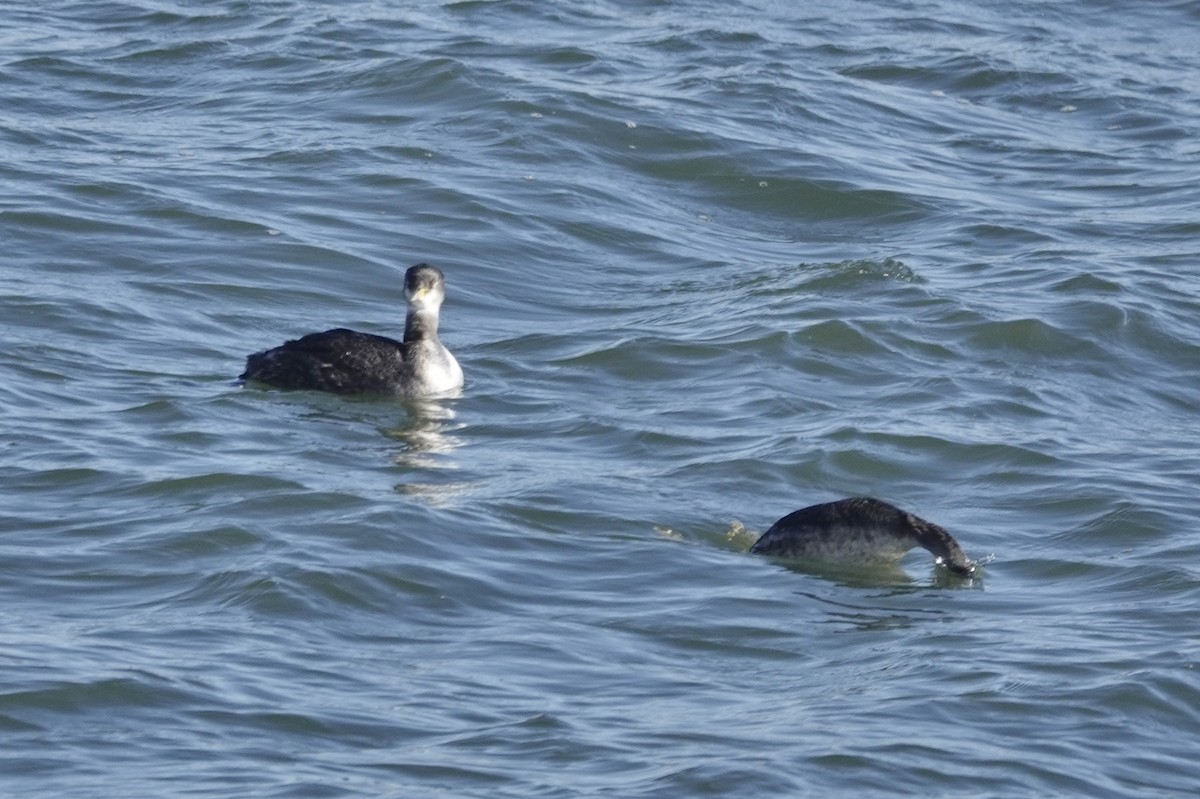 Red-necked Grebe - ML296069941