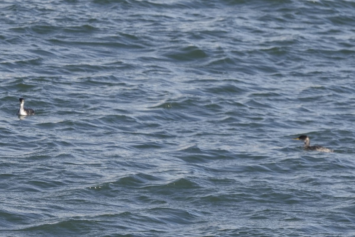 Red-necked Grebe - ML296069951