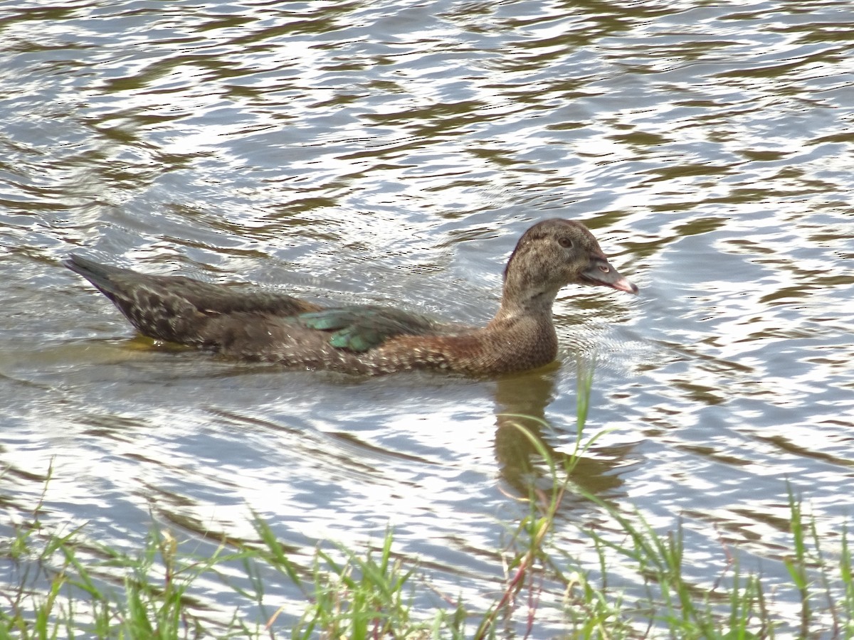 Muscovy Duck (Domestic type) - ML296070671