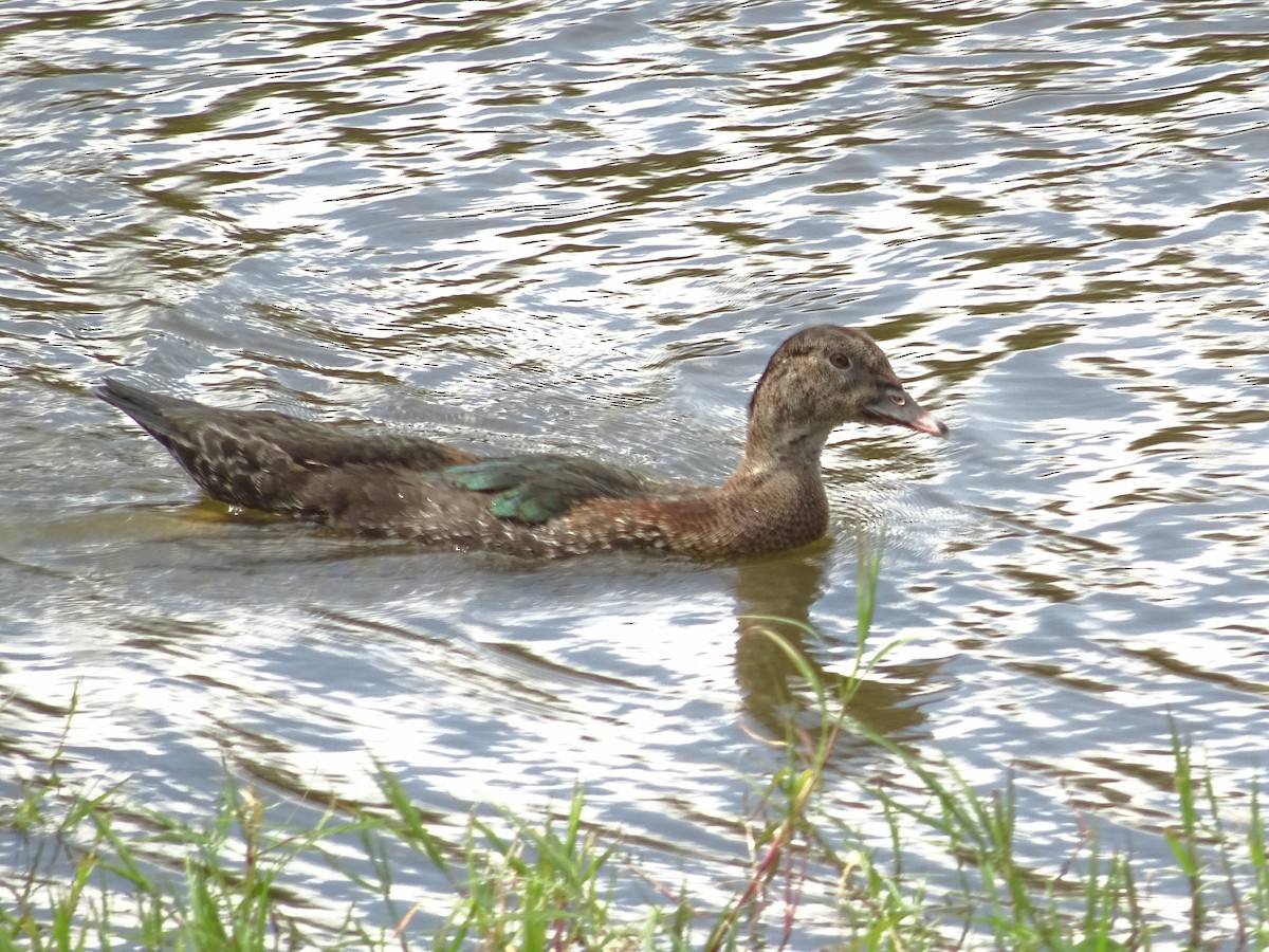 Muscovy Duck (Domestic type) - ML296070671