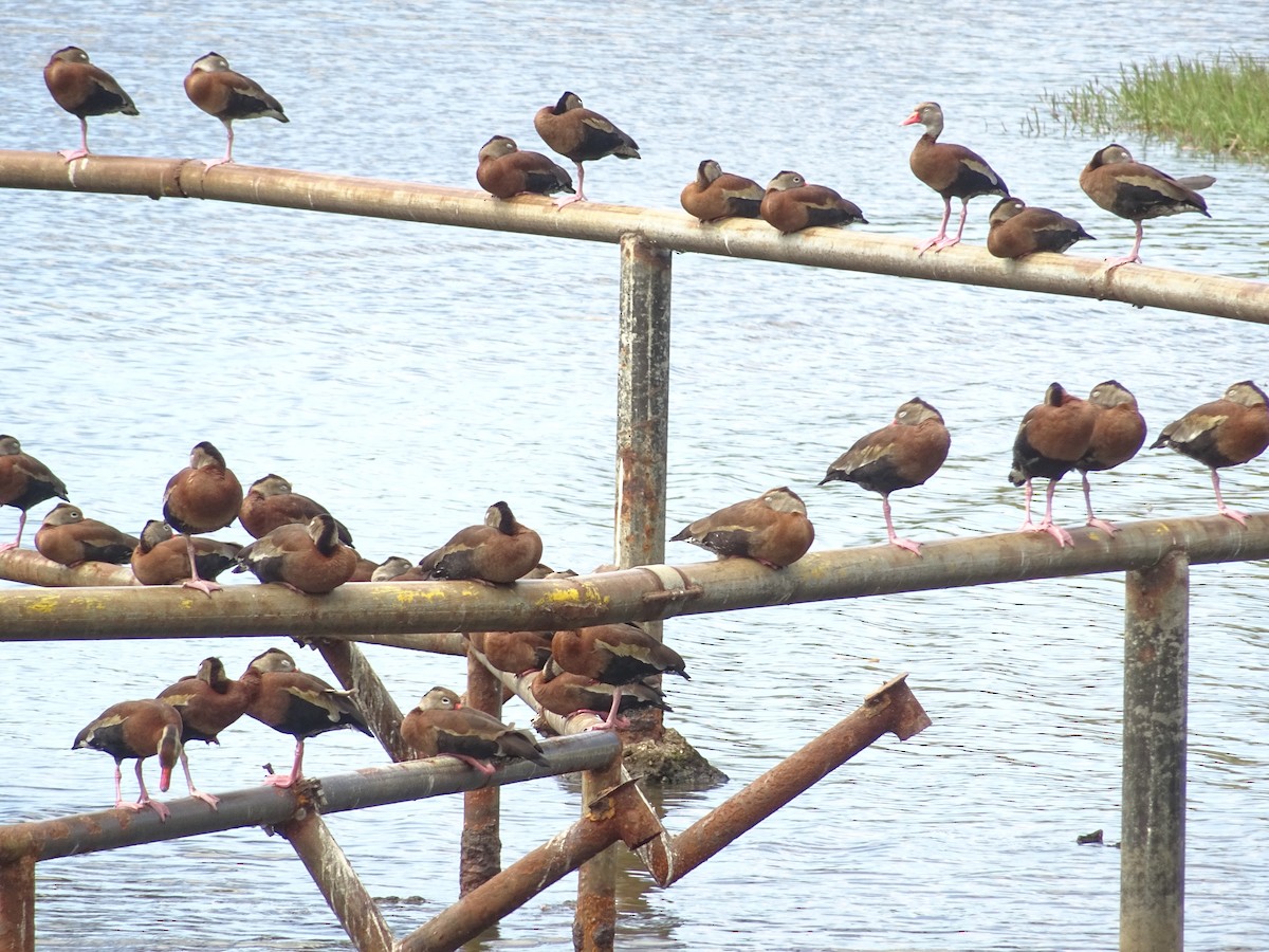 Rotschnabel-Pfeifgans - ML296070731