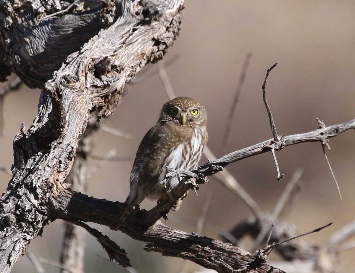 Northern Pygmy-Owl (Mountain) - Mary Backus