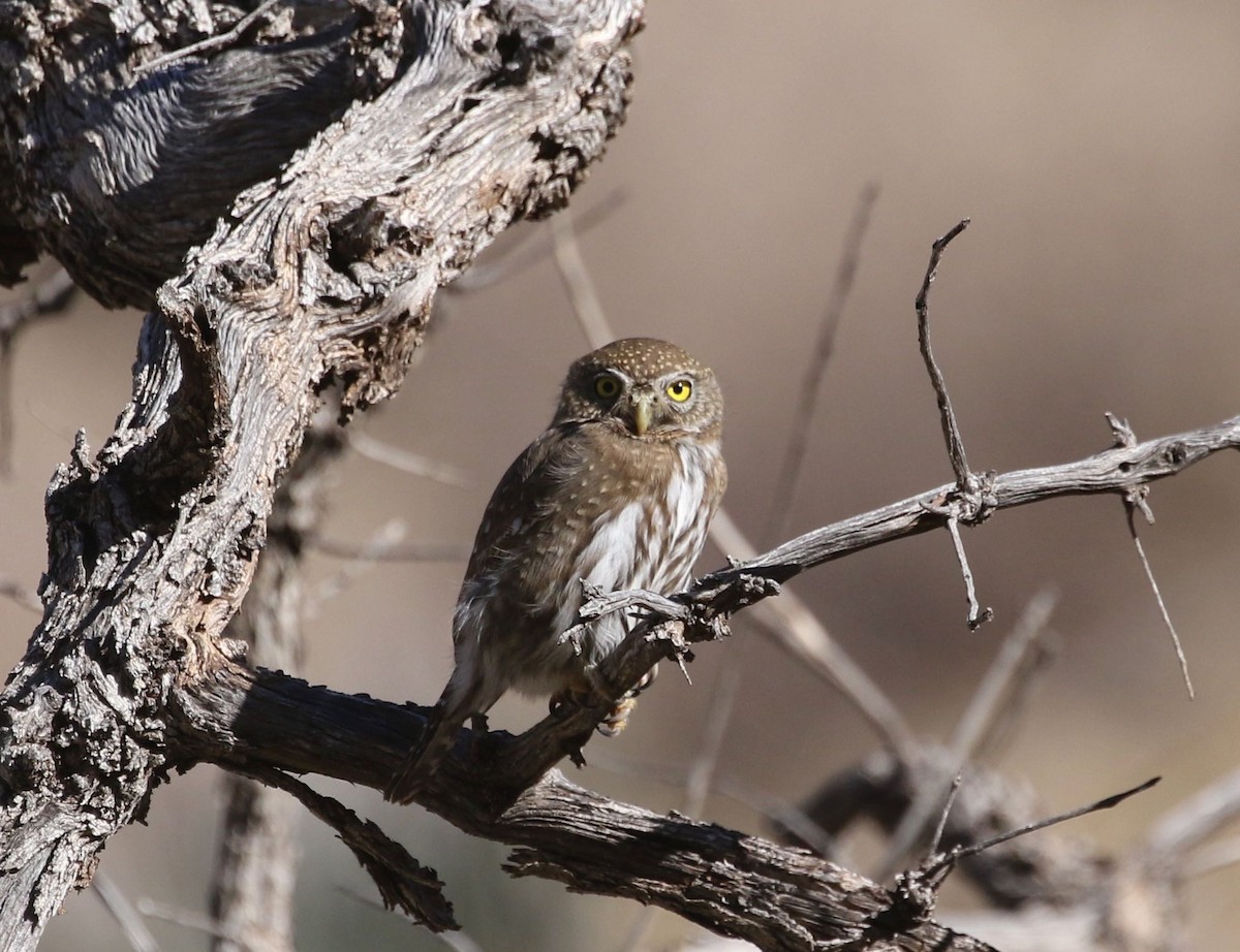 Northern Pygmy-Owl (Mountain) - ML296070981