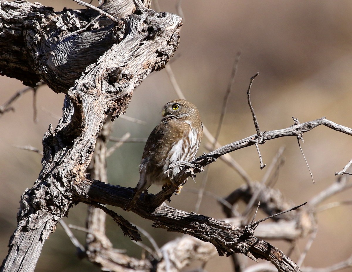 Northern Pygmy-Owl (Mountain) - ML296070991