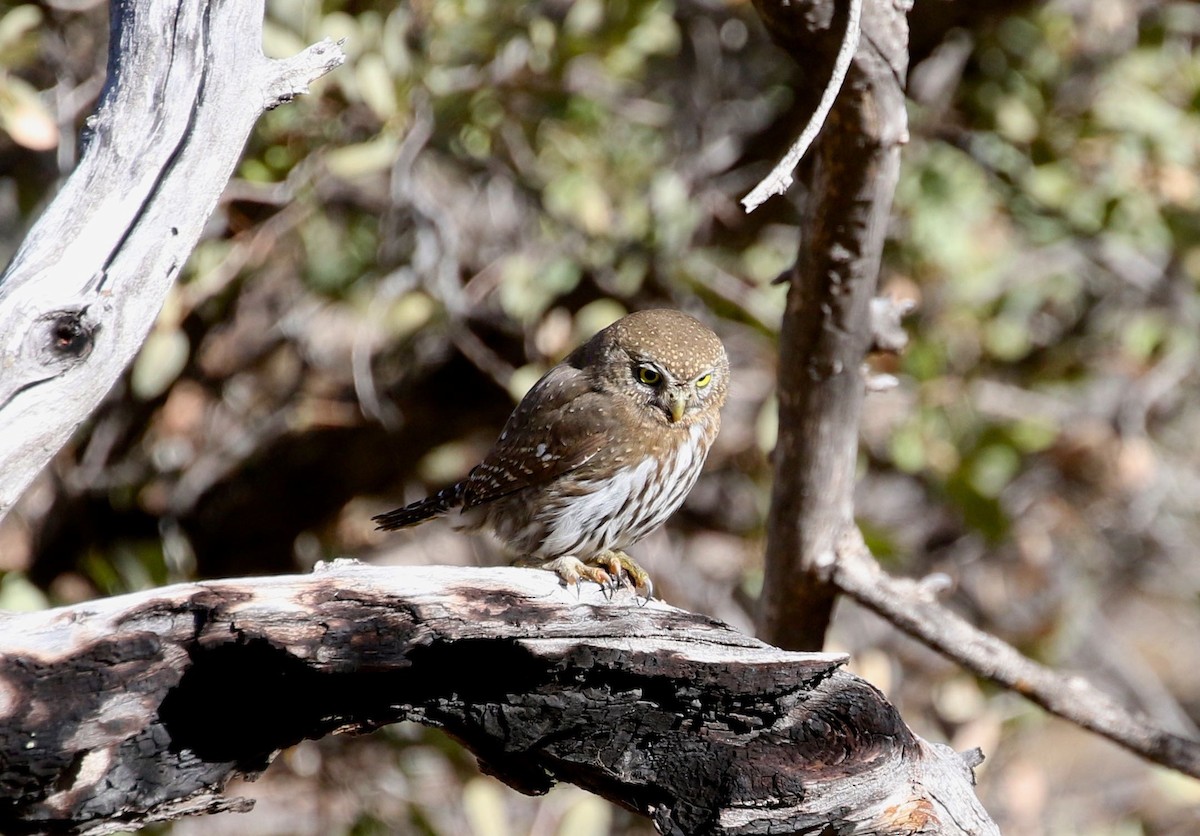 Northern Pygmy-Owl (Mountain) - ML296071011