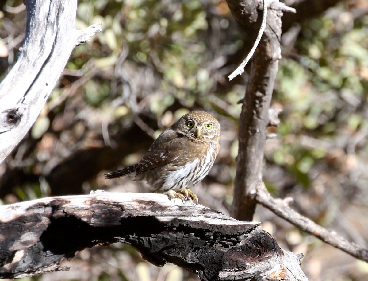 Northern Pygmy-Owl (Mountain) - ML296071021