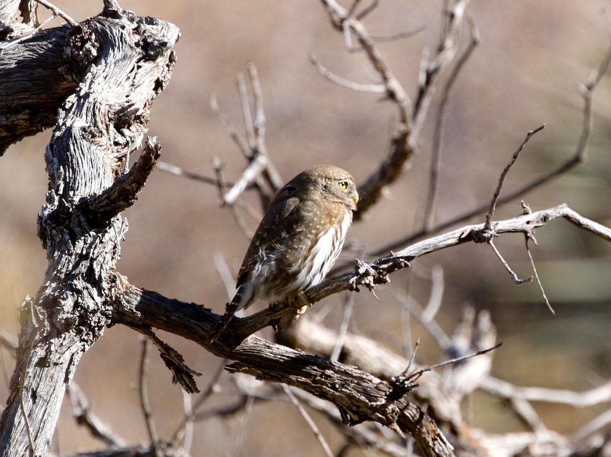 Northern Pygmy-Owl (Mountain) - ML296071031