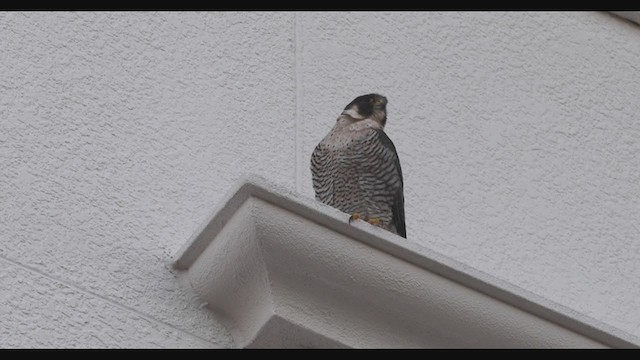 アメリカハヤブサ ハヤブサ（亜種 アメリカハヤブサ） - eBird