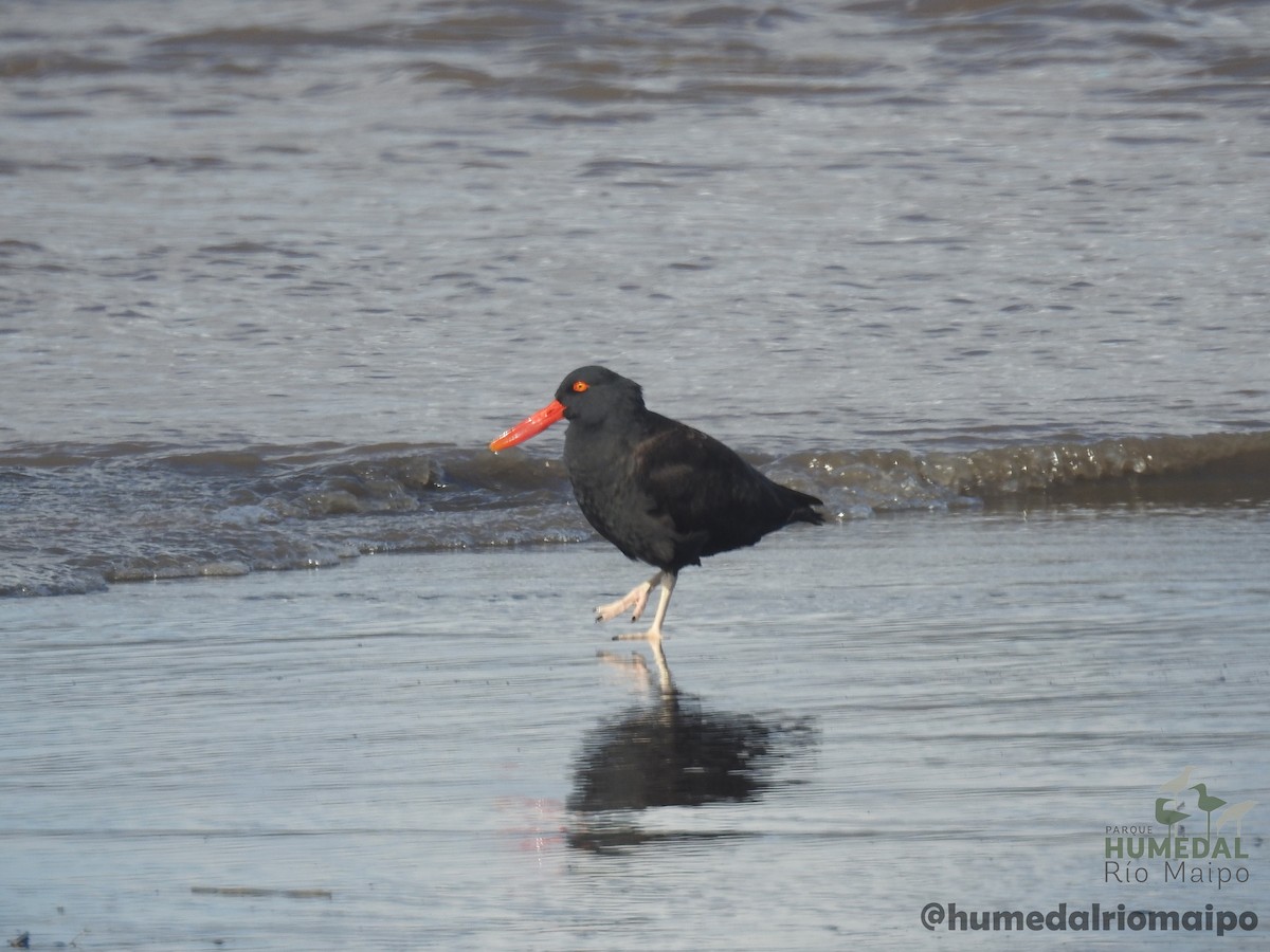 Blackish Oystercatcher - ML296072521