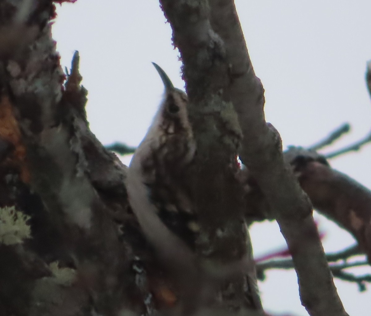 Brown Creeper - Unity Dienes