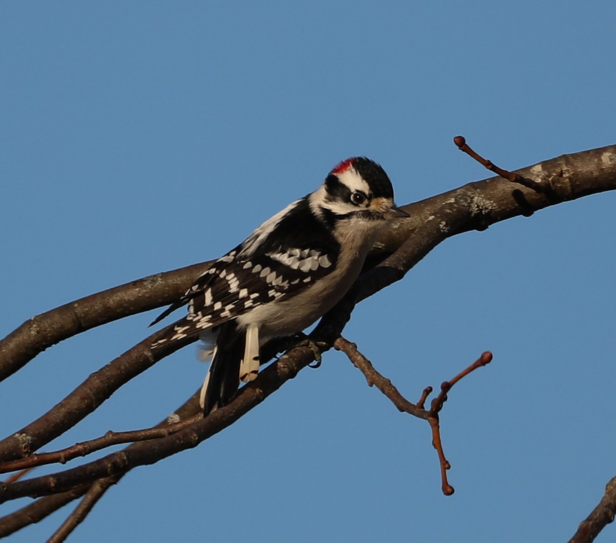 Downy Woodpecker (Eastern) - ML296075251