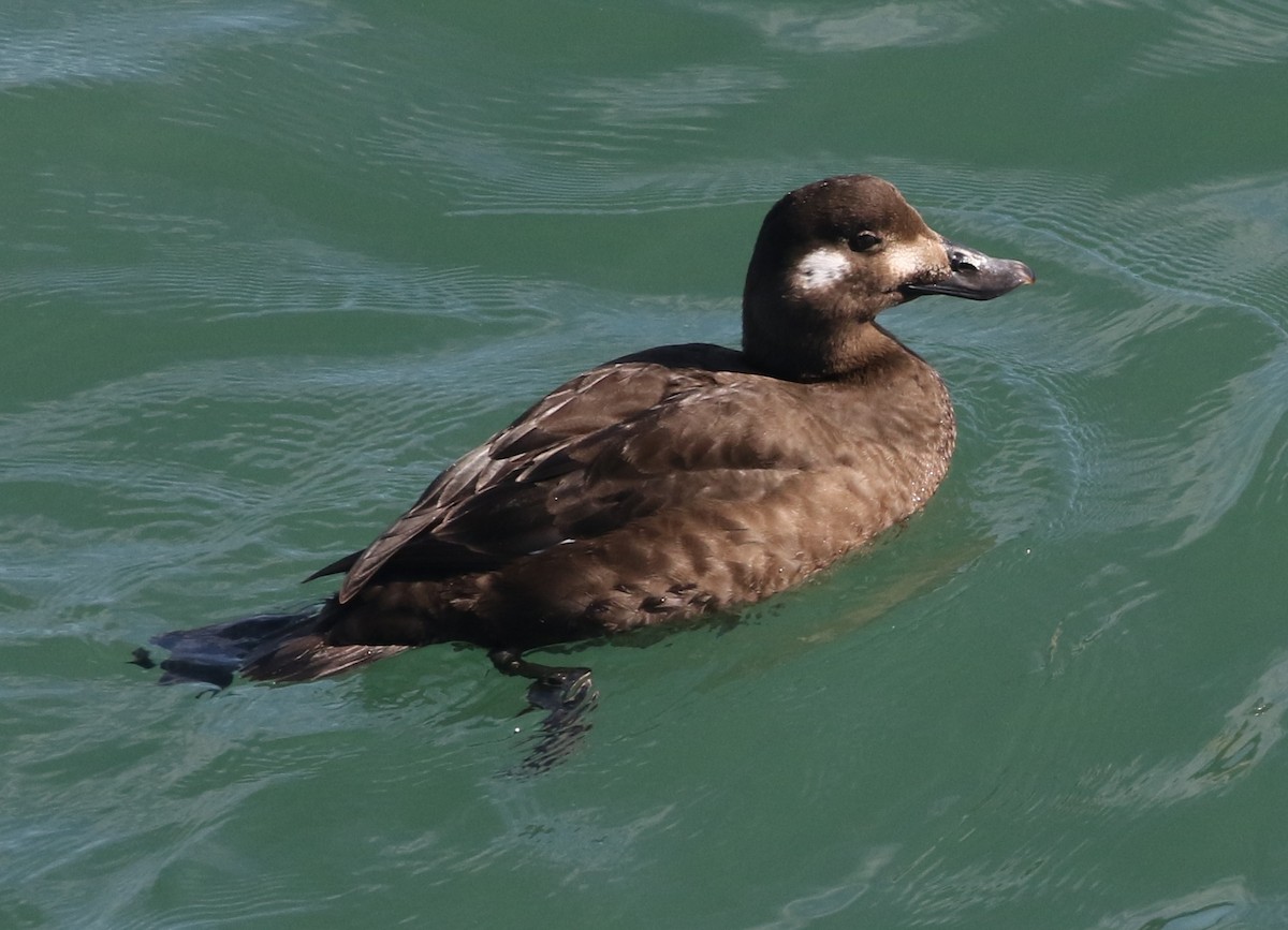 White-winged Scoter - ML296075831