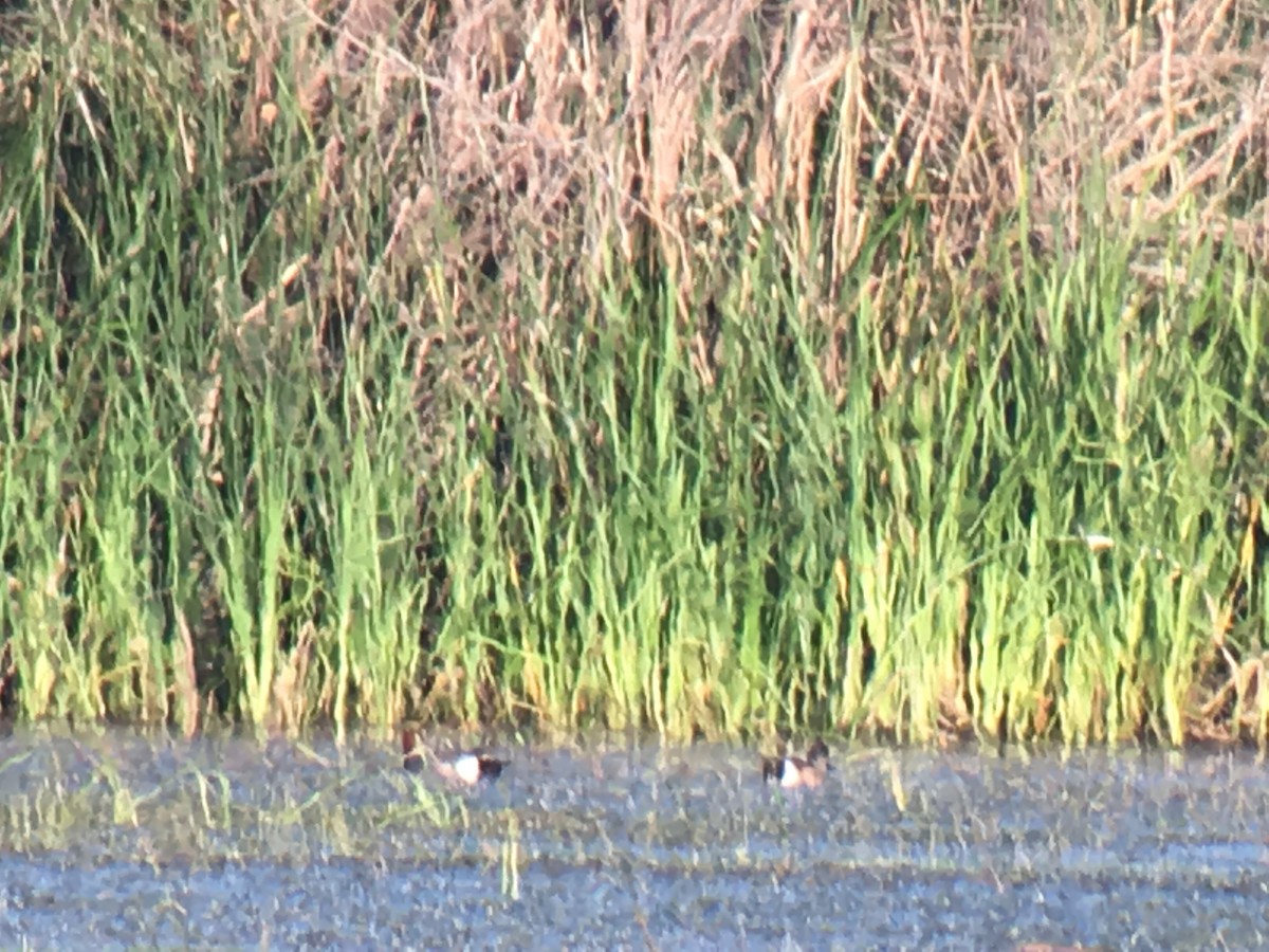 Eurasian Wigeon - ML29607851