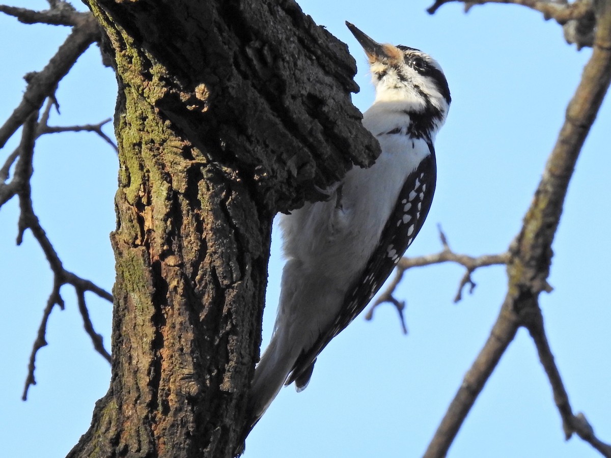 Hairy Woodpecker - ML296078981