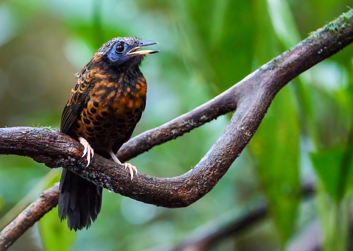 Ocellated Antbird - ML296080751