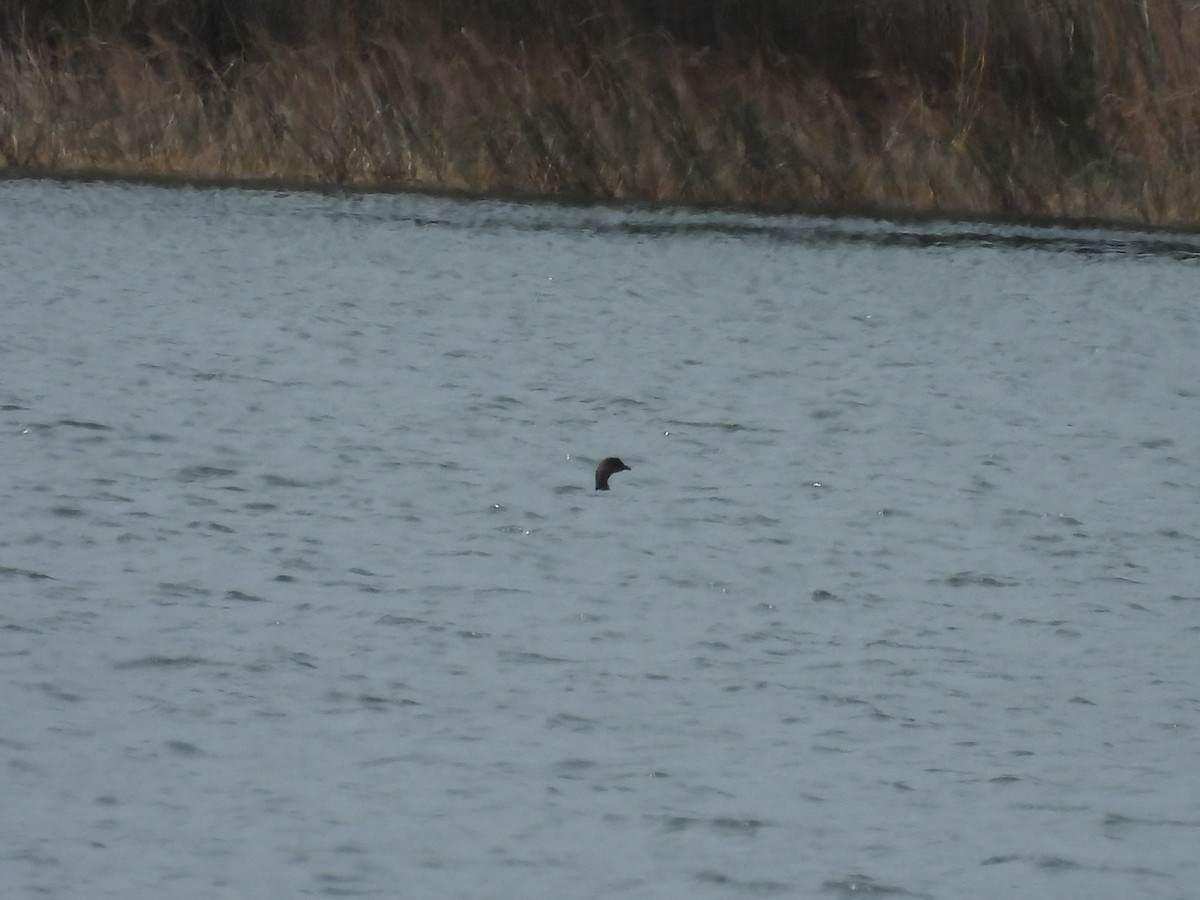 Pied-billed Grebe - ML296083021