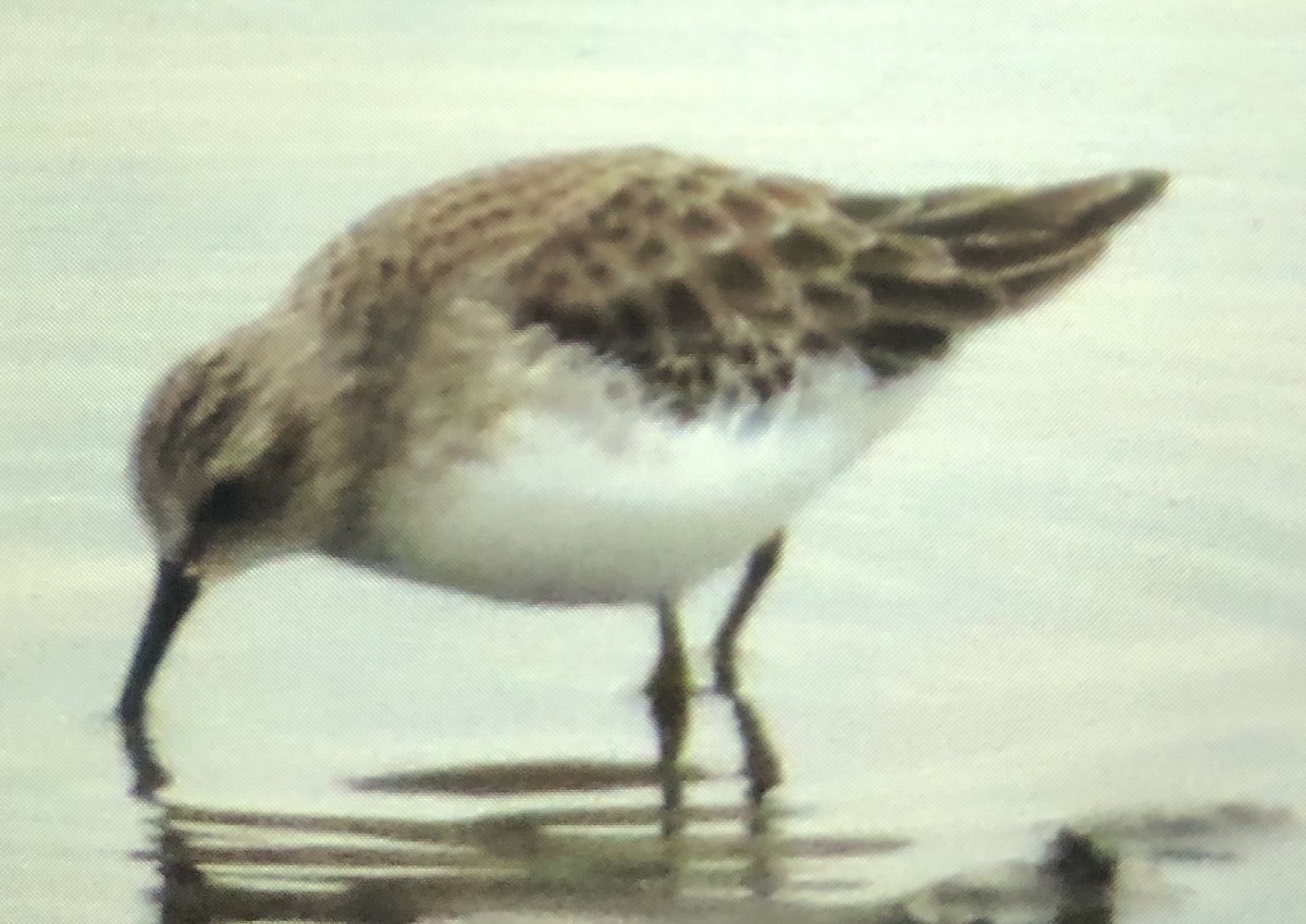 Least Sandpiper - ML296084211