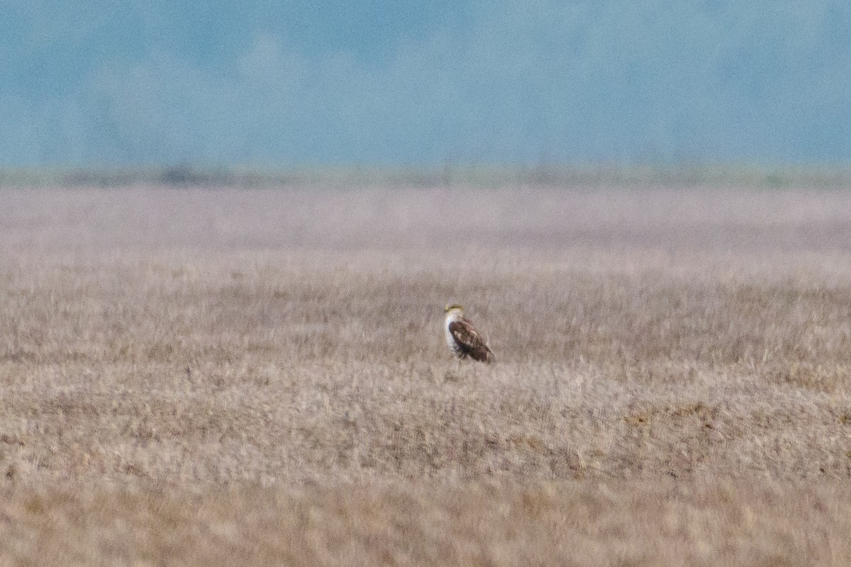 Ferruginous Hawk - ML296084641