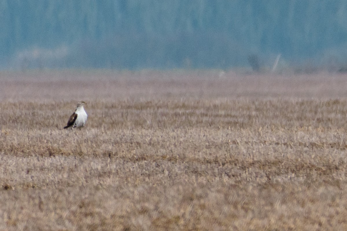 Ferruginous Hawk - ML296084661