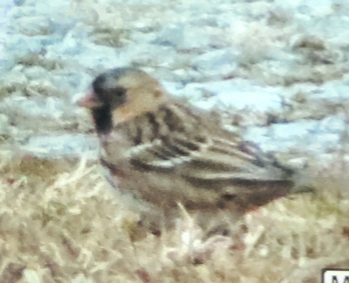 Harris's Sparrow - ML296084751