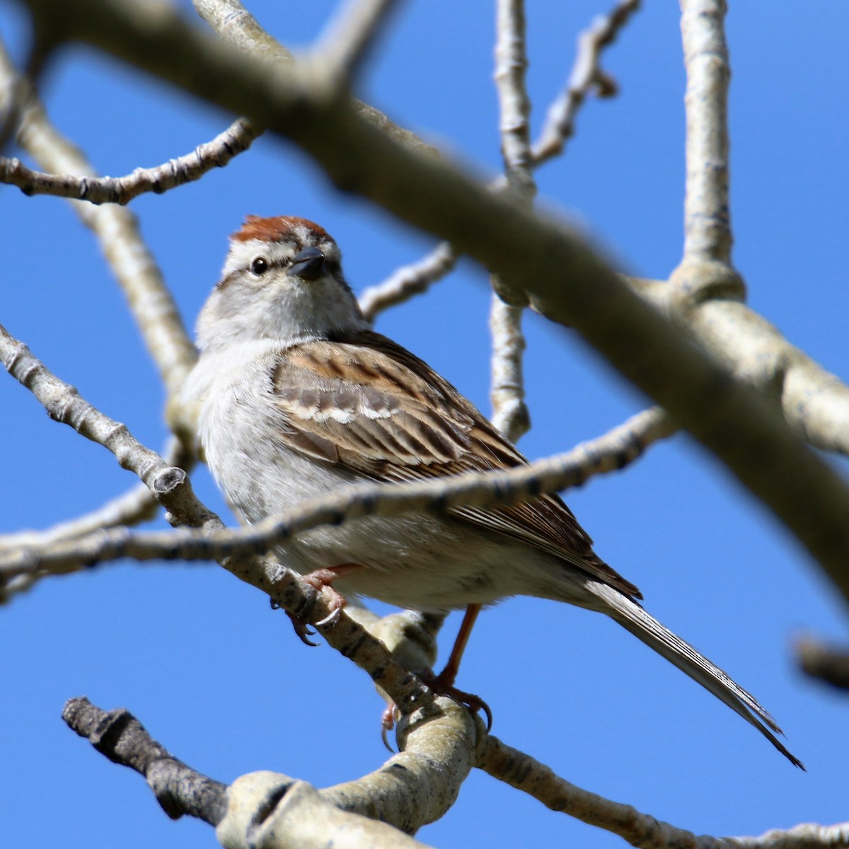 Chipping Sparrow - ML29608521