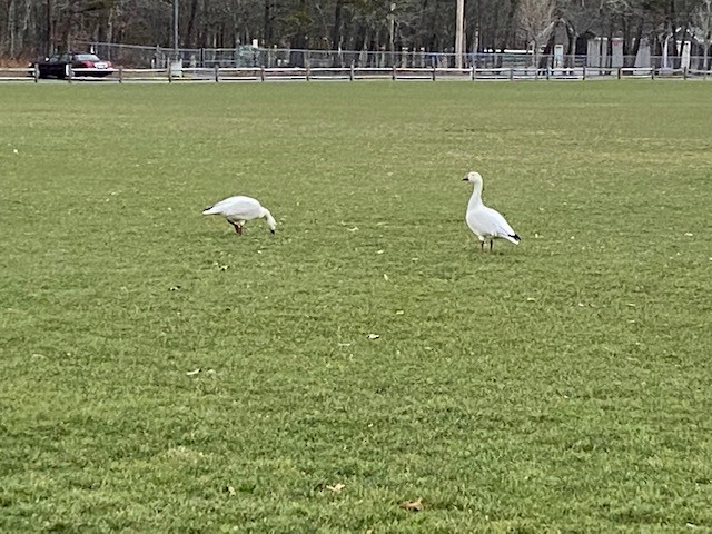 Snow Goose - ML296089701