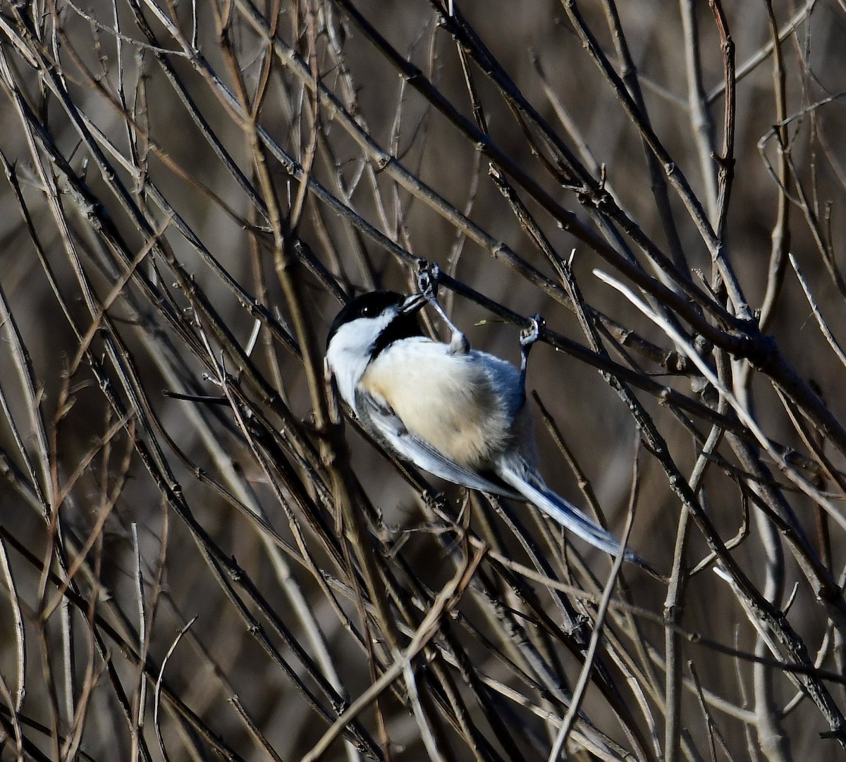 Black-capped Chickadee - ML296090051