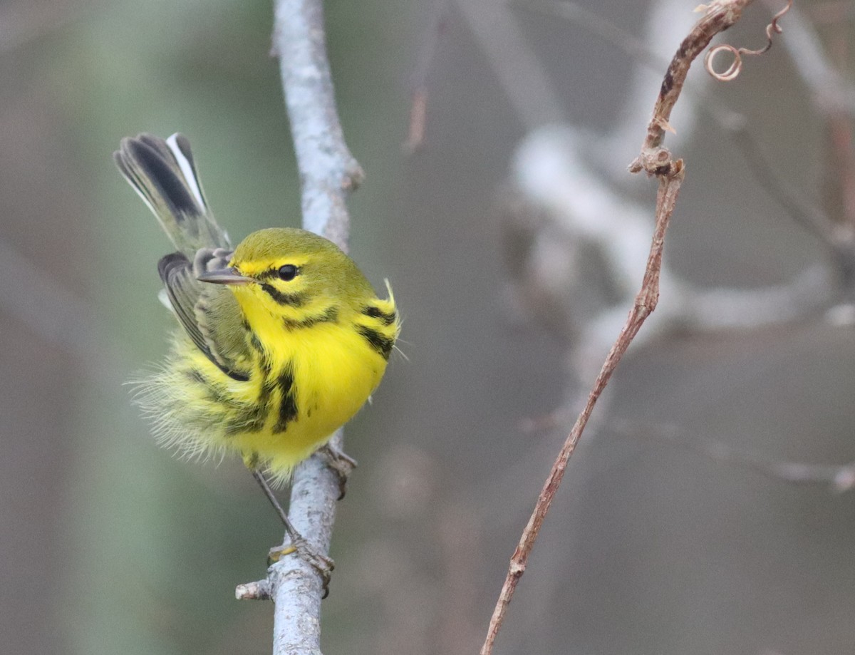 Prairie Warbler - ML296090241