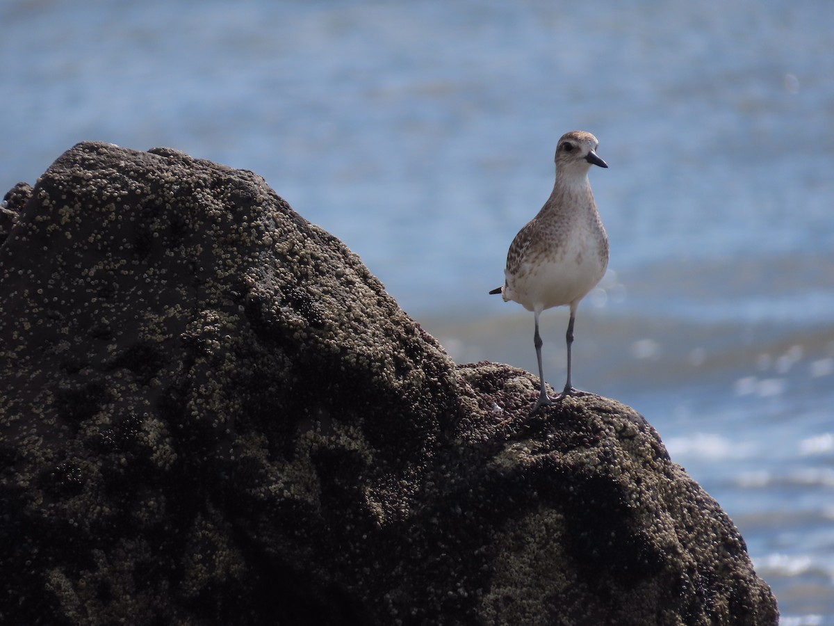 Black-bellied Plover - ML296090341