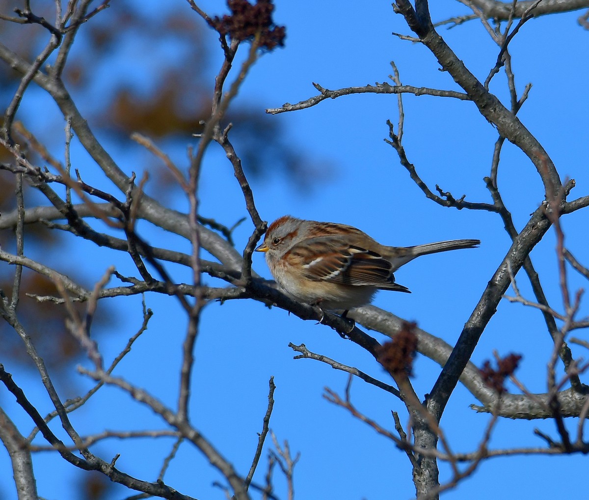 American Tree Sparrow - ML296090411