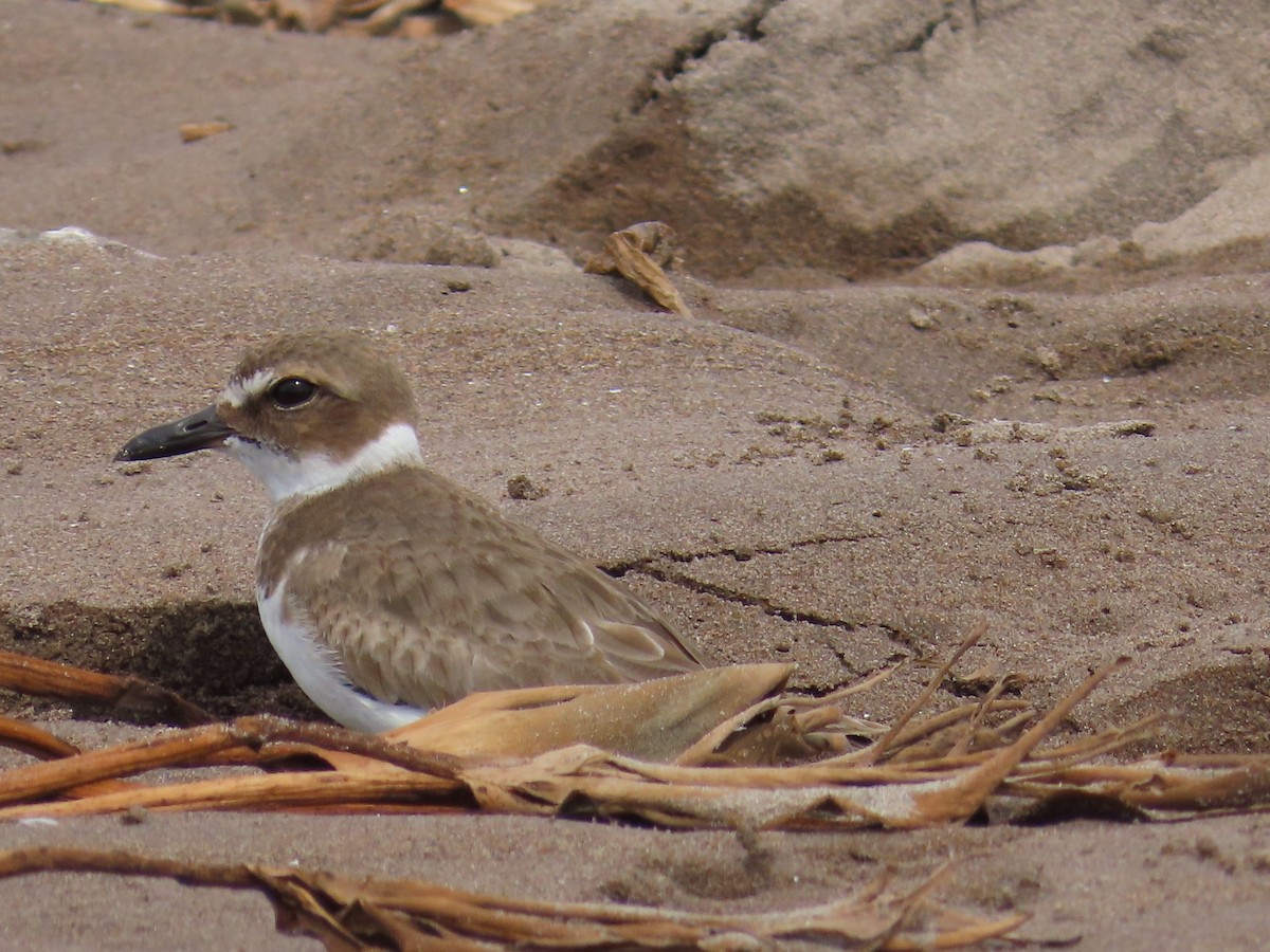 Wilson's Plover - Jeff Hambleton