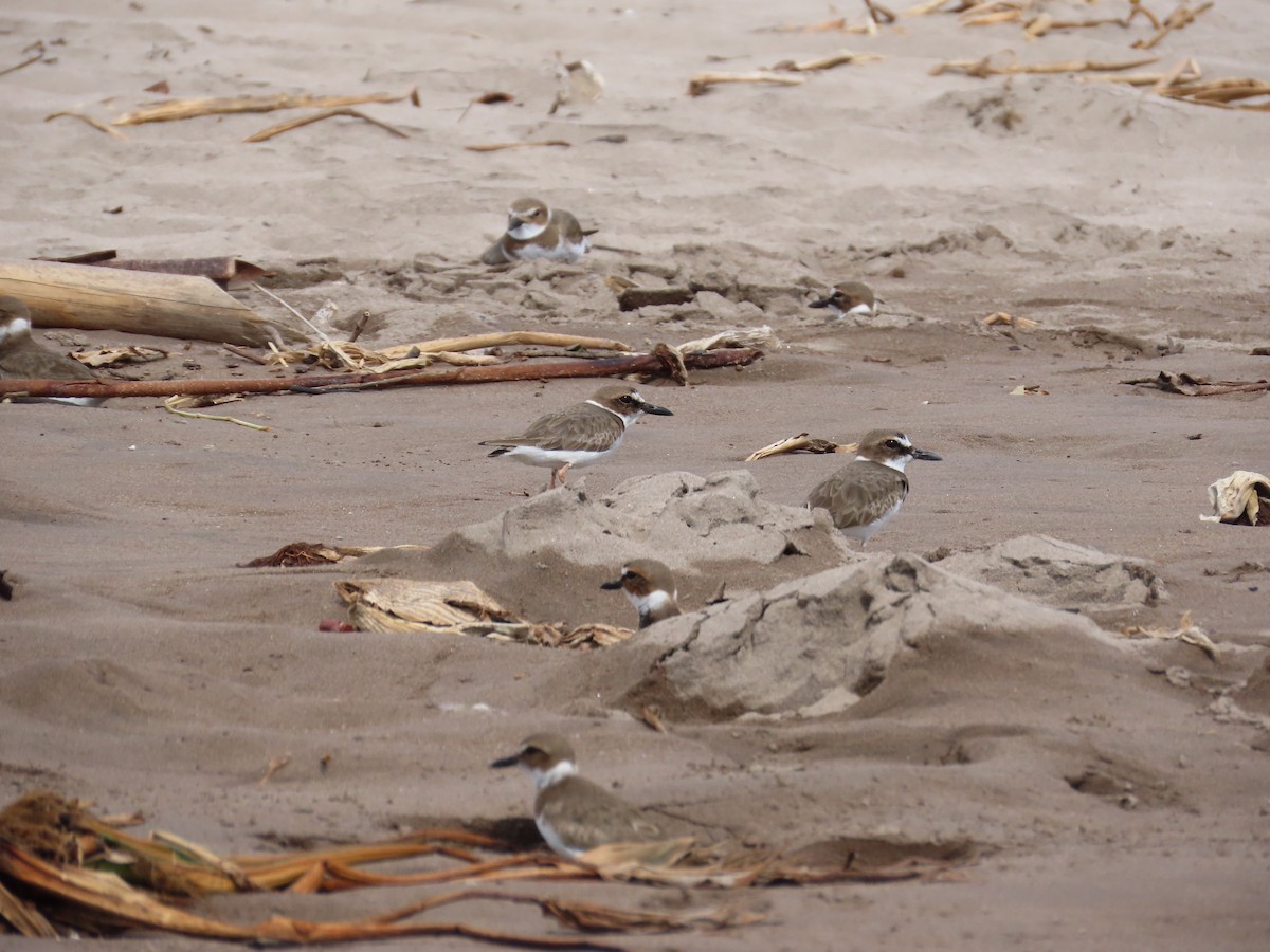 Wilson's Plover - ML296090791