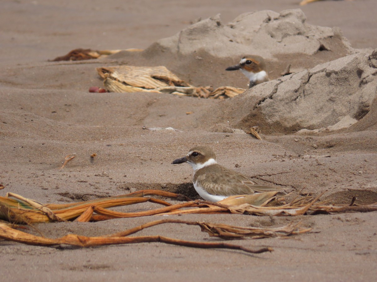 Wilson's Plover - Jeff Hambleton