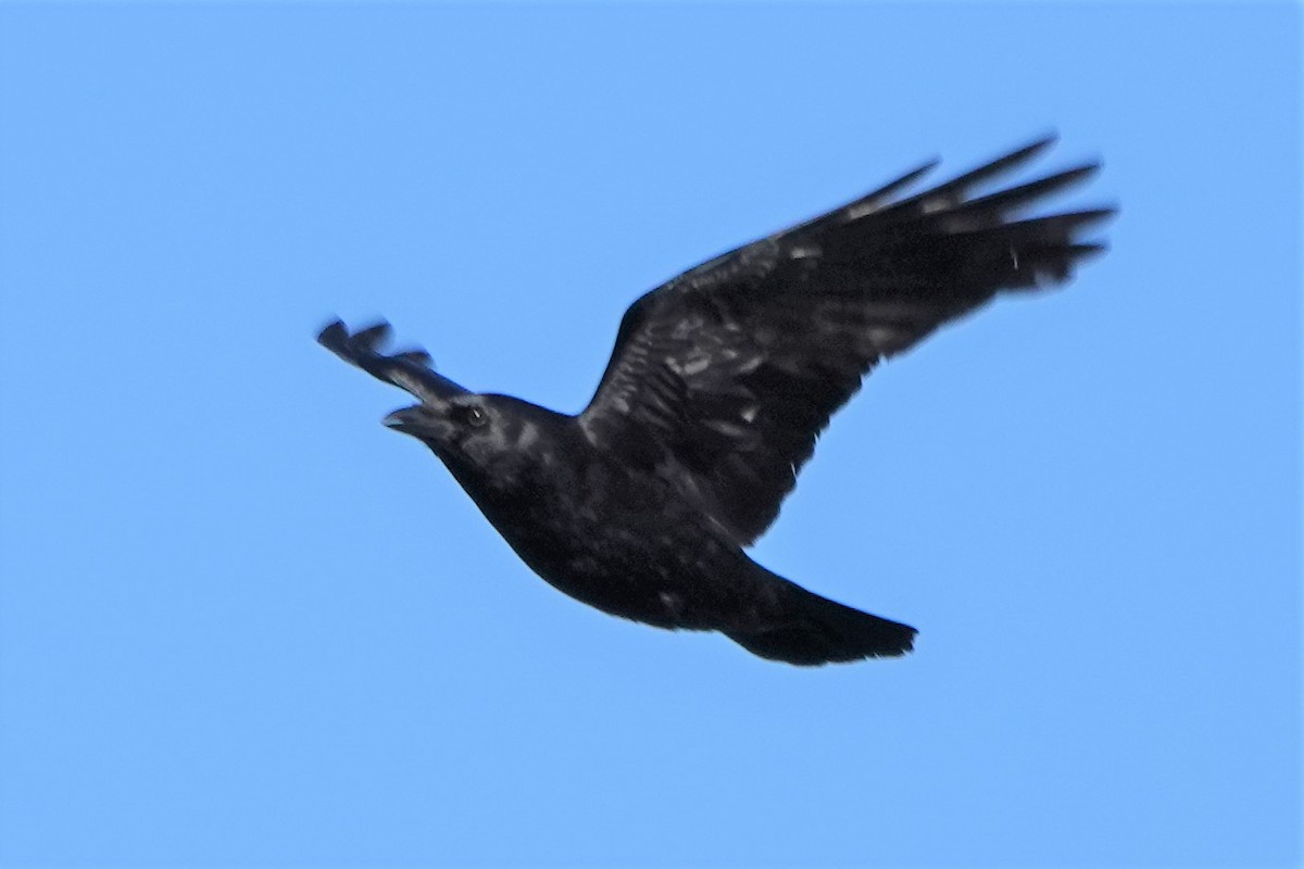 Хар хэрээ - ML296091031