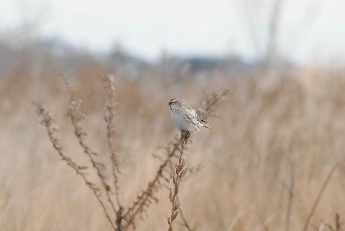 Redpoll (Common) - ML296091891
