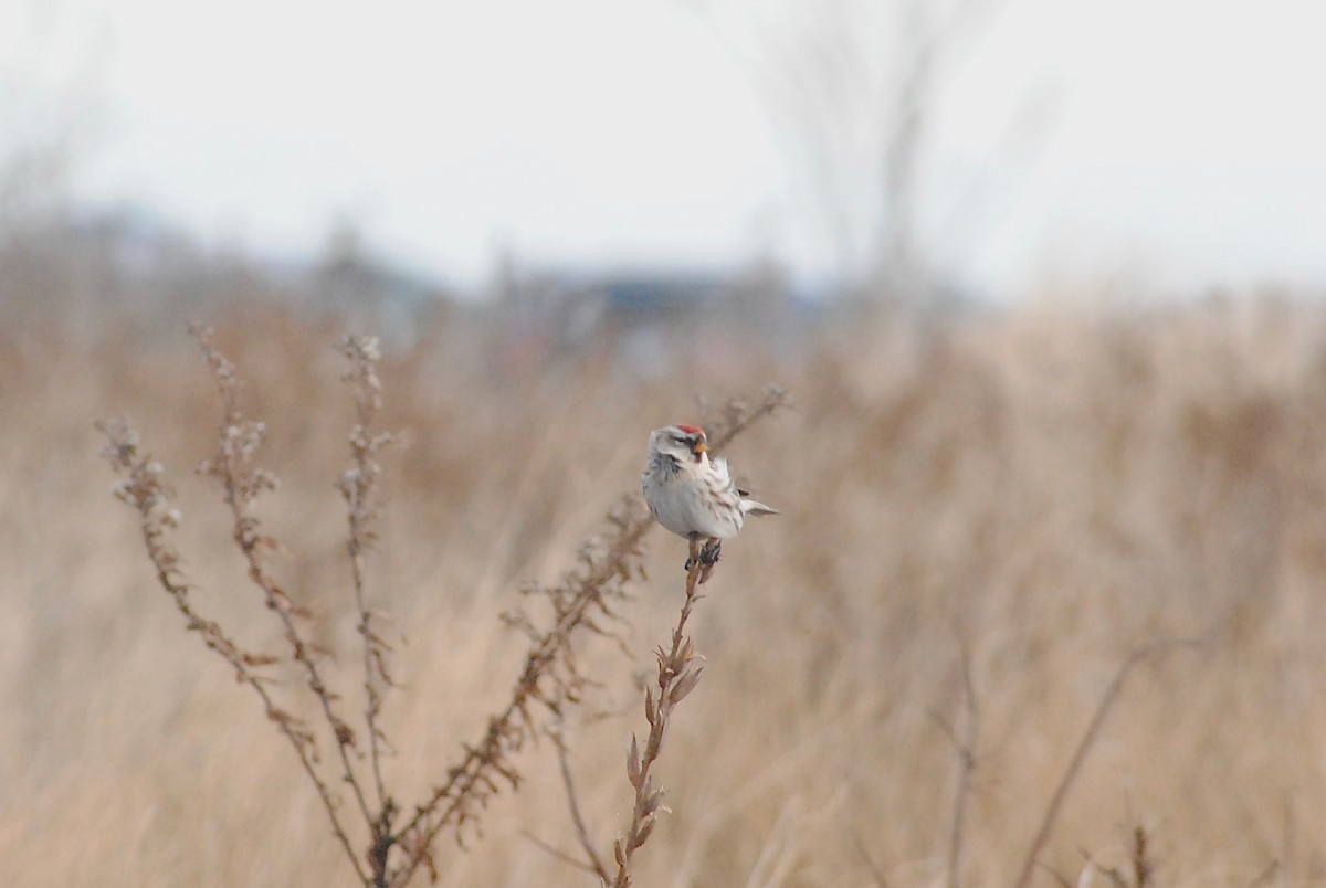 Redpoll (Common) - ML296091911