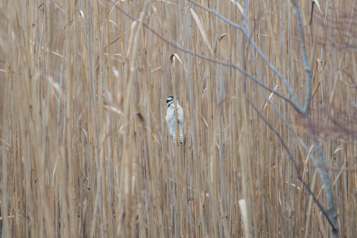 Downy Woodpecker - Gregory Fischer