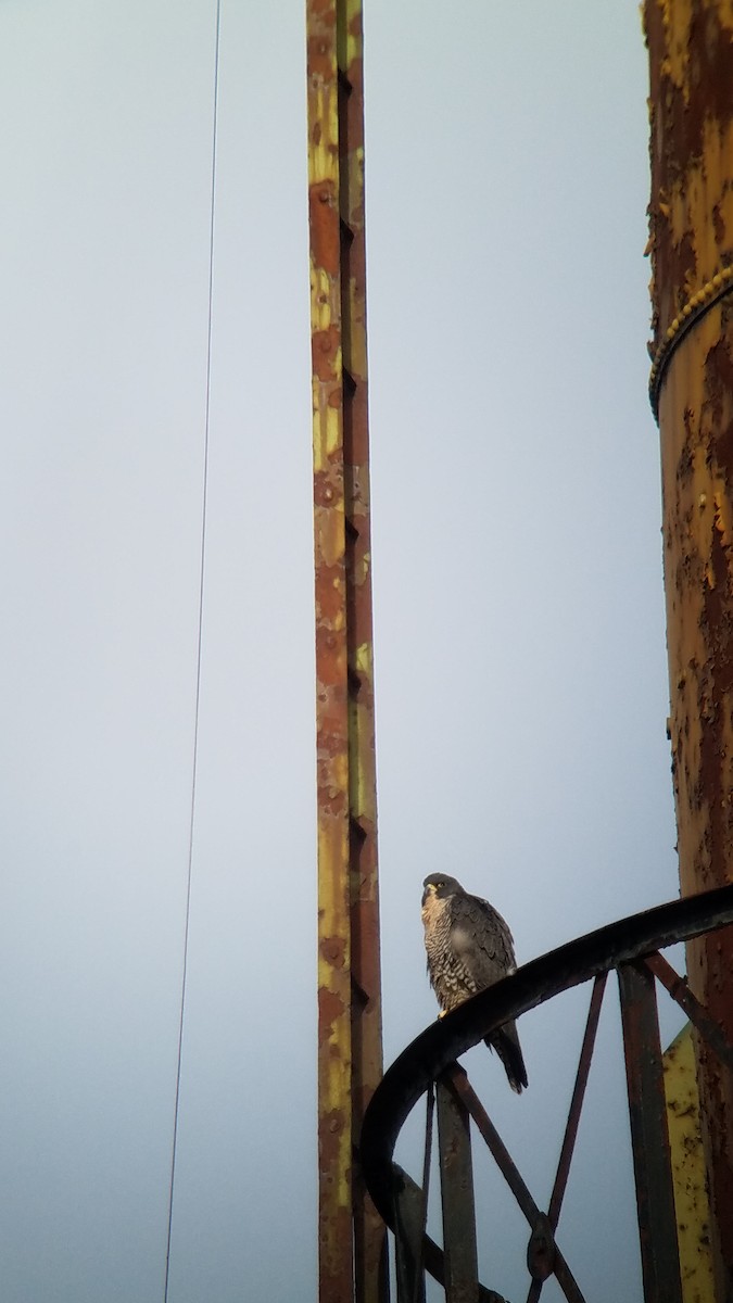 Peregrine Falcon - Robin Brinkman