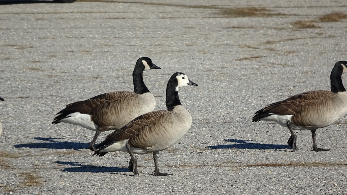 Canada Goose - ML296093171