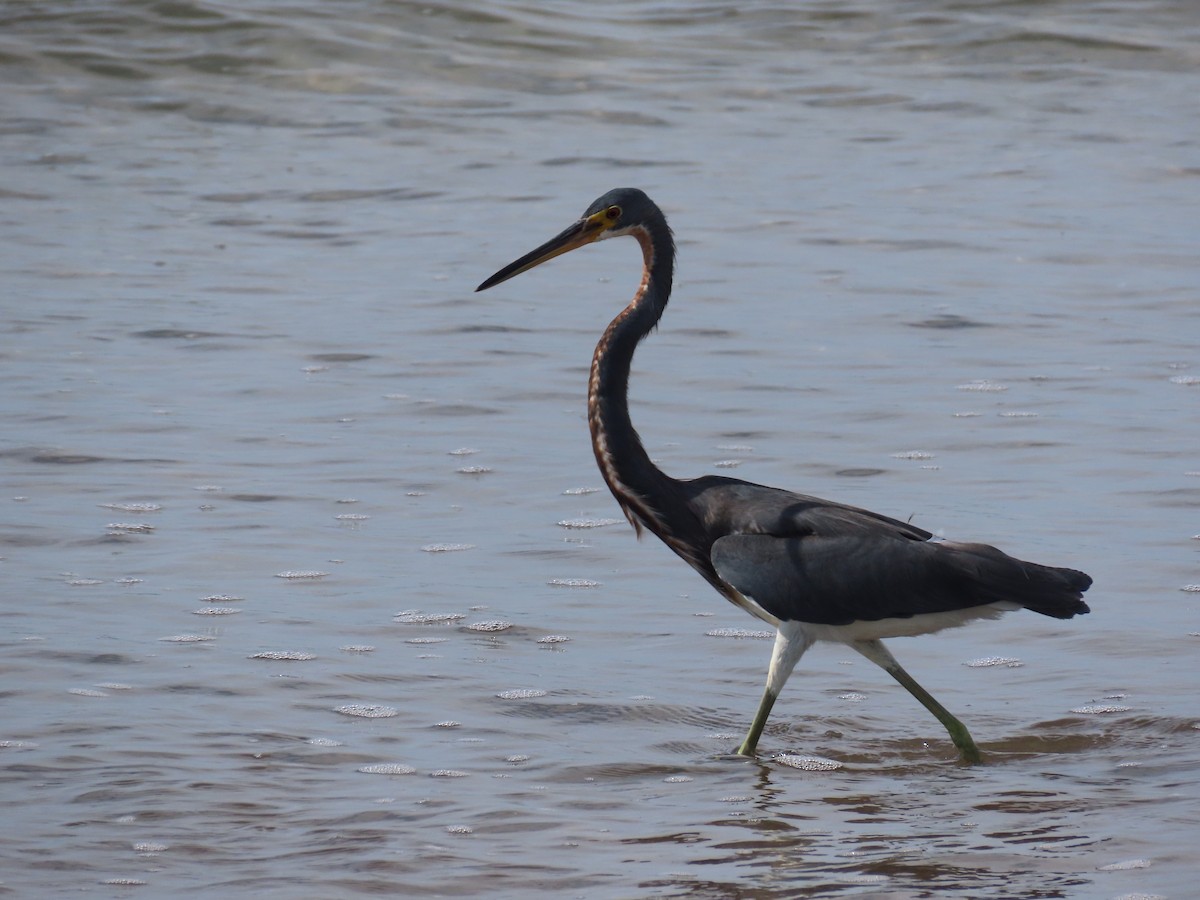 Tricolored Heron - Jeff Hambleton