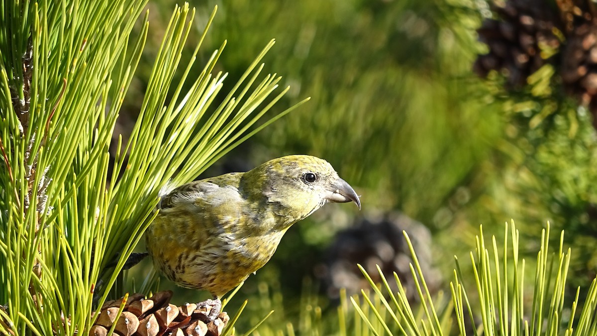 Red Crossbill - ML296093621