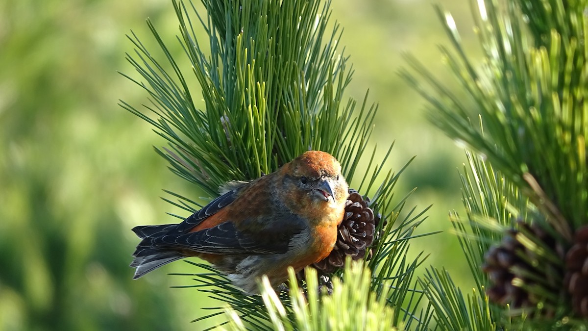 Bec-croisé des sapins - ML296093641