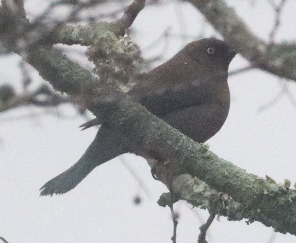 Rusty Blackbird - Matthew Sarver