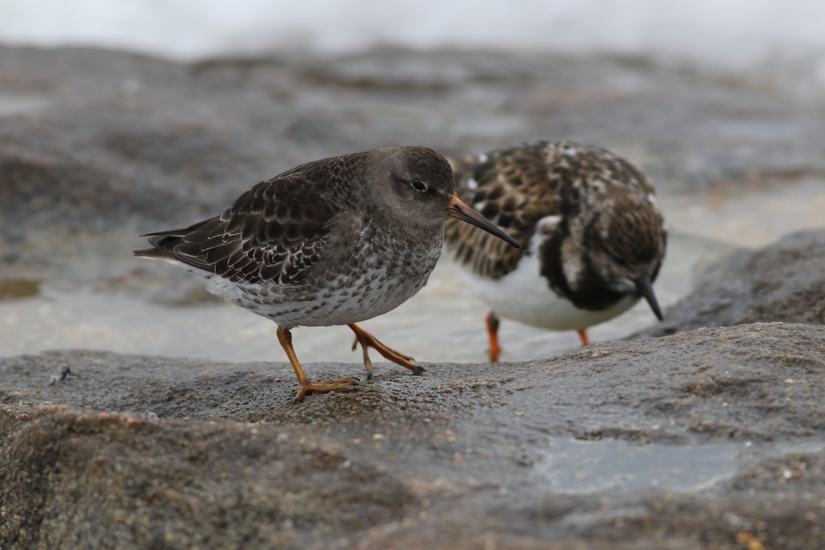 Purple Sandpiper - ML296094721