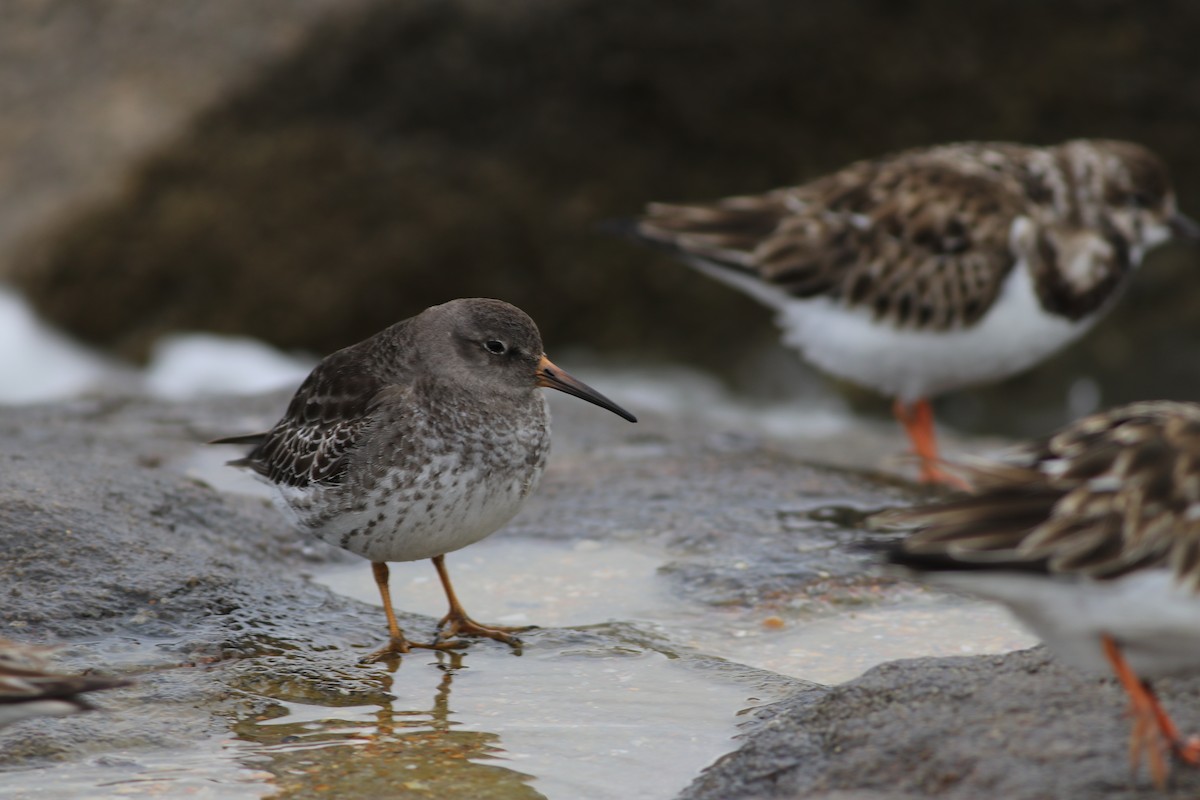 Purple Sandpiper - ML296094811