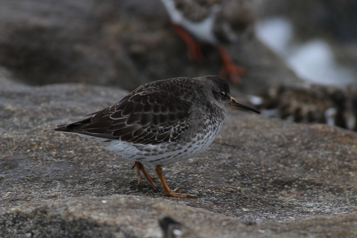 Purple Sandpiper - ML296094821